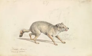 Wild Dog of Natolla by Charles Hamilton Smith Oil Painting