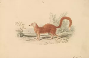 Yellow Mongoose by Charles Hamilton Smith Oil Painting