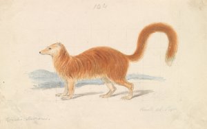 Yellow Mongoose Oil painting by Charles Hamilton Smith