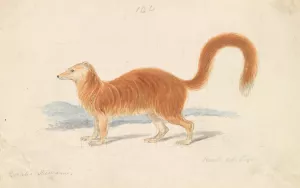 Yellow Mongoose by Charles Hamilton Smith Oil Painting