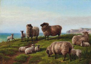 Sheep grazing on a headland by Charles Jones Oil Painting