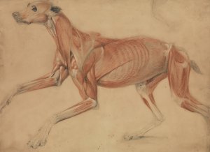 A Full Size ecorche Study of a Hound by Charles Landseer Oil Painting