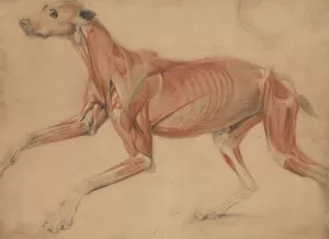 A Full Size ecorche Study of a Hound by Charles Landseer Oil Painting