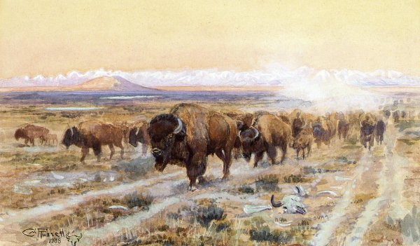 The Bison Trail
