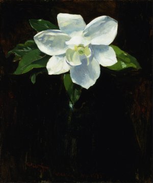 Magnolia by Charles Walter Stetson Oil Painting
