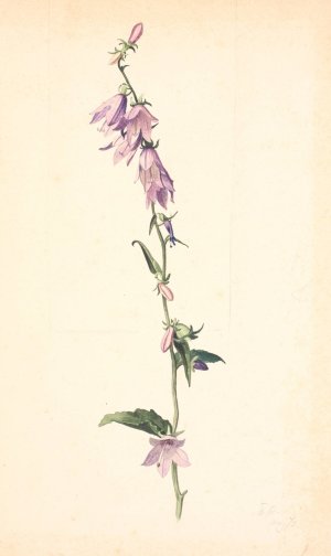 Campanula by Christen Dalsgaard Oil Painting
