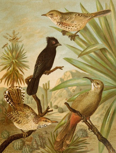 Main Product Photo of Die Nordamerikanische Vogelwelt pl03  Painting by Christian Anton Goering
