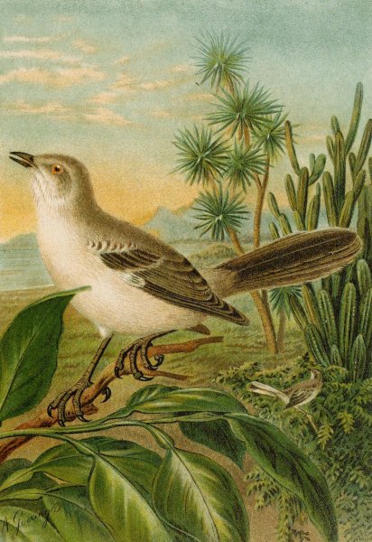 Main Product Photo of Die Nordamerikanische Vogelwelt pl04  Painting by Christian Anton Goering