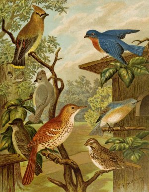 Die Nordamerikanische Vogelwelt pl06 by Christian Anton Goering Oil Painting