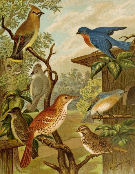 Main Product Photo of Die Nordamerikanische Vogelwelt pl06  Painting by Christian Anton Goering