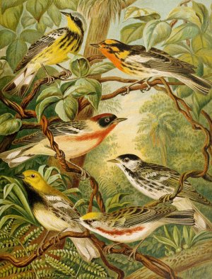 Die Nordamerikanische Vogelwelt pl13 by Christian Anton Goering Oil Painting