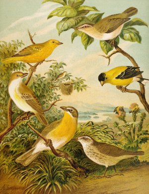 Die Nordamerikanische Vogelwelt pl16 by Christian Anton Goering Oil Painting