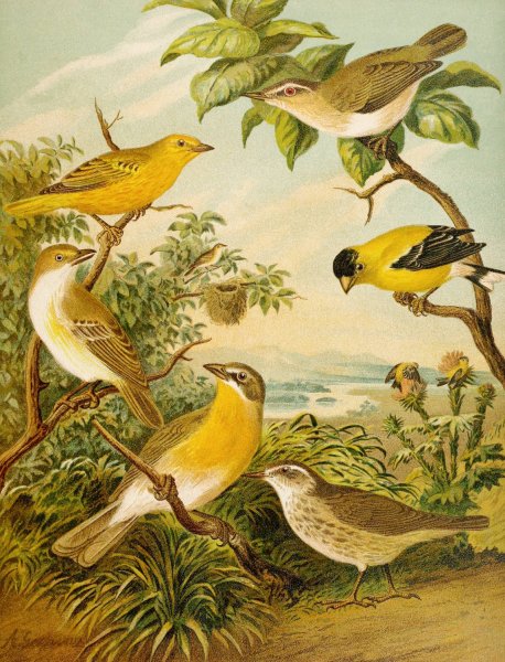 Main Product Photo of Die Nordamerikanische Vogelwelt pl16  Painting by Christian Anton Goering