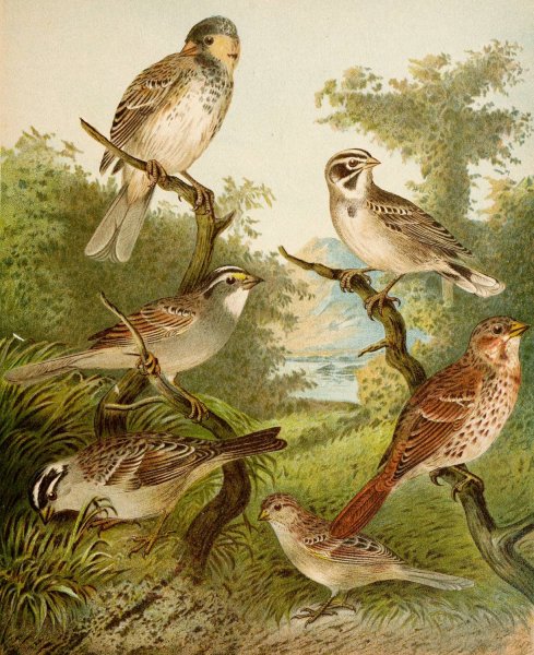 Main Product Photo of Die Nordamerikanische Vogelwelt pl25  Painting by Christian Anton Goering