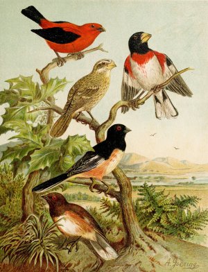 Die Nordamerikanische Vogelwelt pl26 by Christian Anton Goering Oil Painting