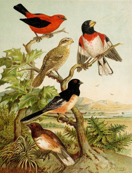 Main Product Photo of Die Nordamerikanische Vogelwelt pl26  Painting by Christian Anton Goering