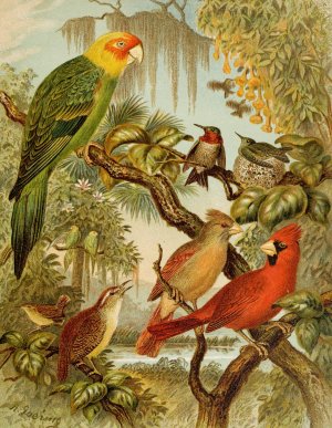 Die Nordamerikanische Vogelwelt pl27 by Christian Anton Goering Oil Painting