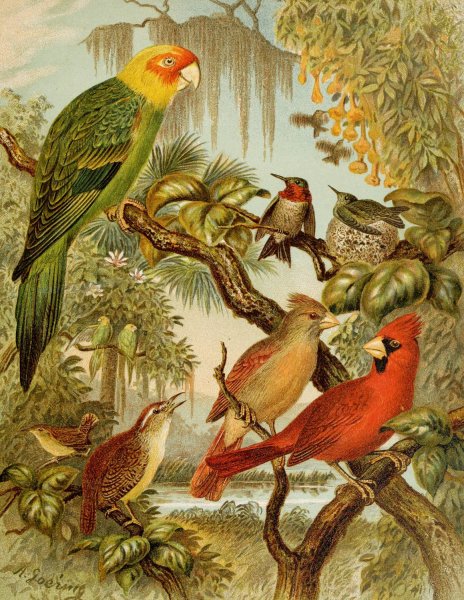 Main Product Photo of Die Nordamerikanische Vogelwelt pl27  Painting by Christian Anton Goering