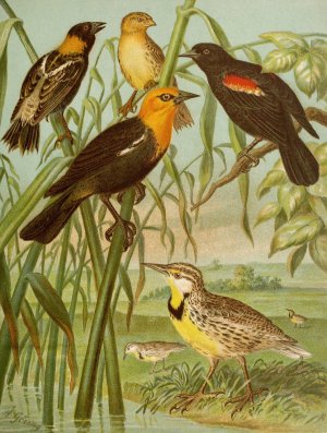 Die Nordamerikanische Vogelwelt pl30 by Christian Anton Goering Oil Painting
