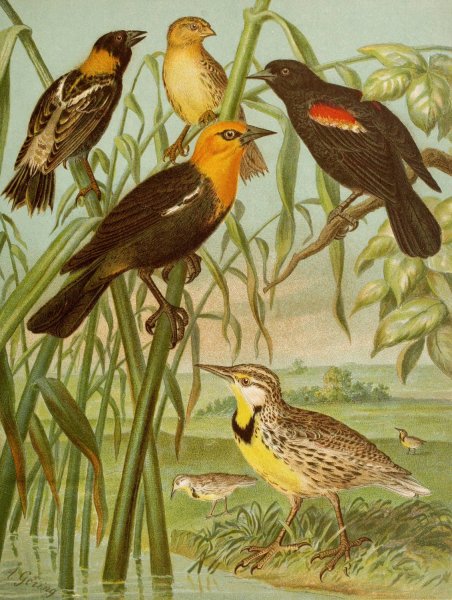 Main Product Photo of Die Nordamerikanische Vogelwelt pl30  Painting by Christian Anton Goering