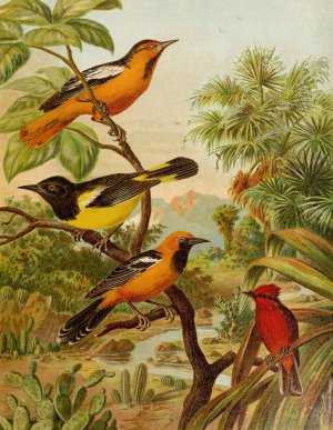Die Nordamerikanische Vogelwelt pl31 by Christian Anton Goering Oil Painting