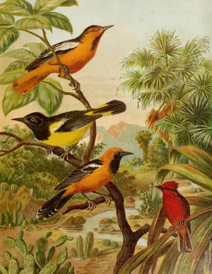 Die Nordamerikanische Vogelwelt pl31 Oil painting by Christian Anton Goering