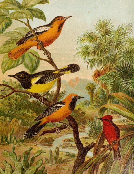 Main Product Photo of Die Nordamerikanische Vogelwelt pl31  Painting by Christian Anton Goering