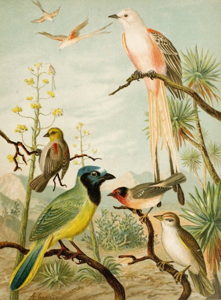 Main Product Photo of Die Nordamerikanische Vogelwelt pl32  Painting by Christian Anton Goering