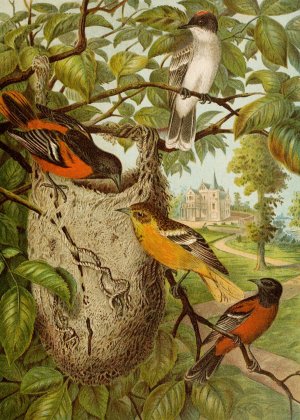 Die Nordamerikanische Vogelwelt pl33 by Christian Anton Goering Oil Painting