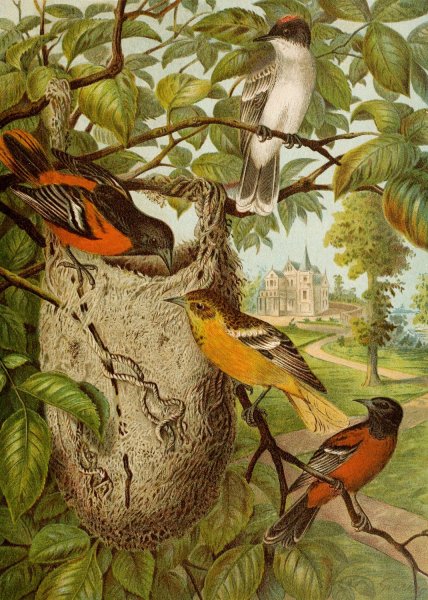 Main Product Photo of Die Nordamerikanische Vogelwelt pl33  Painting by Christian Anton Goering
