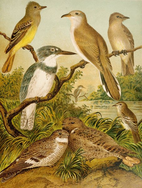 Main Product Photo of Die Nordamerikanische Vogelwelt pl34  Painting by Christian Anton Goering