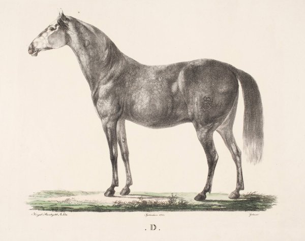 Main Product Photo of Hesten D  Painting by Christian David Gebauer
