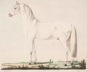 Hesten Springer by Christian David Gebauer Oil Painting