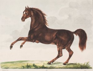 Hesten Velskabt by Christian David Gebauer Oil Painting