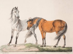 Hestene E and G by Christian David Gebauer Oil Painting