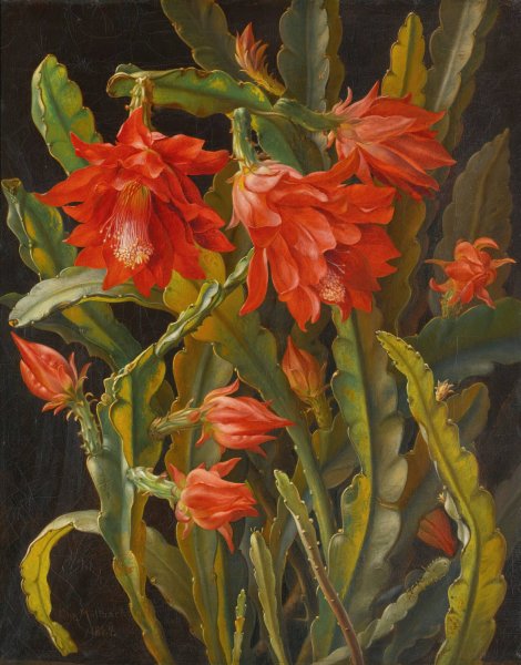 Main Product Photo of Christmas Cactus  Painting by Christian Mollback