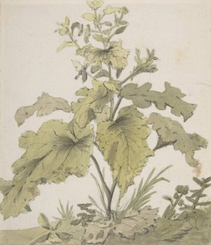 Study of a Plant by Christian Wilhelm Ernst Dietrich Oil Painting