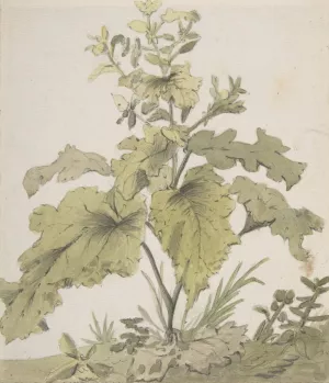 Study of a Plant by Christian Wilhelm Ernst Dietrich Oil Painting