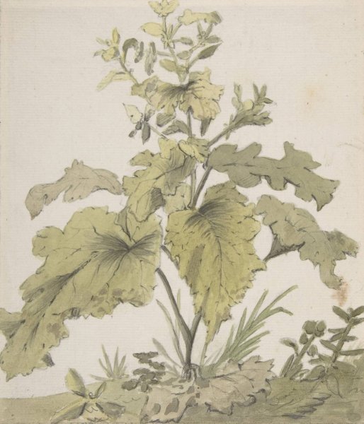 Study of a Plant  by Christian Wilhelm Ernst Dietrich - Hand-Painted Oil Painting Reproduction