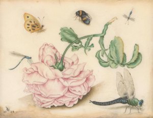 A Rose and Five Insects by Christoffel Van Den Berghe Oil Painting