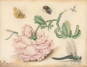 A Rose and Five Insects by Christoffel Van Den Berghe Oil Painting