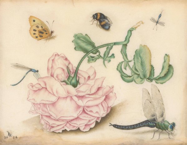 Main Product Photo of A Rose and Five Insects  Painting by Christoffel Van Den Berghe