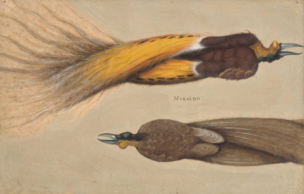 Main Product Photo of To dode paradisfugle, en han og en hun  Painting by Christoph Amberger