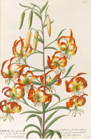 Plantae selectae by Christoph Jakob Trew Oil Painting