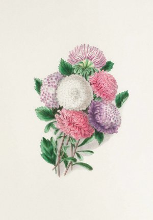 Asters by Clarissa Munger Badger Oil Painting