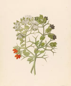 2 species of Carisfa arduina (Carissa haematocarpa) Oil painting by Clemenz Heinrich Wehdemann
