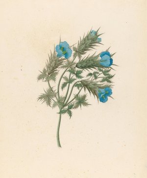 Acanthus carduifolia (Blepharis sinuata) by Clemenz Heinrich Wehdemann Oil Painting