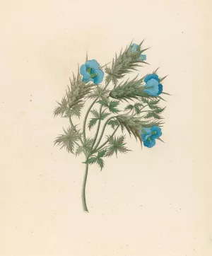 Acanthus carduifolia (Blepharis sinuata) by Clemenz Heinrich Wehdemann Oil Painting