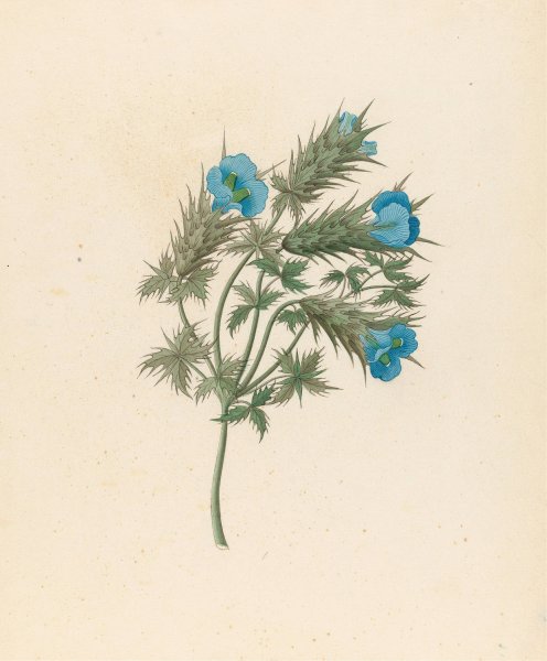 Acanthus carduifolia (Blepharis sinuata)  by Clemenz Heinrich Wehdemann - Hand-Painted Oil Painting Reproduction