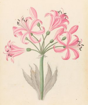 Amarillis (Boophone disticha) Oil painting by Clemenz Heinrich Wehdemann